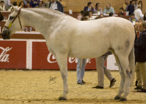 W ALFANA IV, DE Y. SAN NICOLAS, QUINTO PUESTO EN YEGUAS ADULTAS